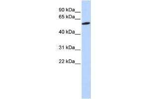 Western Blotting (WB) image for anti-Zinc Finger Protein 454 (ZNF454) antibody (ABIN2458230) (ZNF454 抗体)