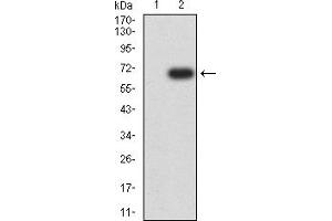 Western Blotting (WB) image for anti-Interleukin 13 Receptor, alpha 1 (IL13RA1) (AA 22-343) antibody (ABIN7193280)