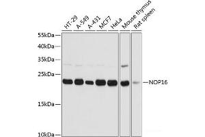 Western blot analysis of extracts of various cell lines using NOP16 Polyclonal Antibody at dilution of 1:3000. (NOP16 抗体)