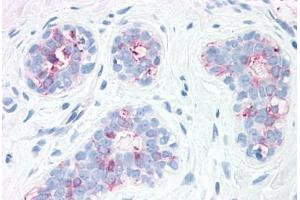 Anti-SYNGR2 / Synaptogyrin 2 antibody  ABIN1049373 IHC staining of human, breast. (SYNGR2 抗体  (Internal Region))