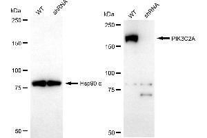 anti-Phosphoinositide-3-Kinase, Class 2, alpha Polypeptide (PIK3C2A) antibody