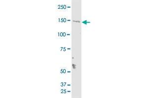 Western Blotting (WB) image for anti-Transmembrane Protein 1 (TMEM1) (AA 1162-1257) antibody (ABIN563198)