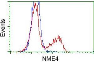 Flow Cytometry (FACS) image for anti-NME/NM23 Nucleoside Diphosphate Kinase 4 (NME4) antibody (ABIN1499778) (NME4 抗体)