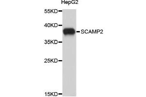 Western blot analysis of extracts of HepG2 cells, using SCAMP2 antibody (ABIN1875873). (SCAMP2 抗体)
