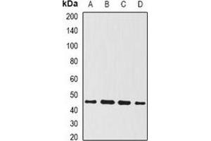 Western blot analysis of BMP15 expression in OVCAR3 (A), mouse kidney (B), mouse liver (C), rat brain (D) whole cell lysates. (BMP15 抗体)