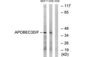 Western blot analysis of extracts from COS7/MCF-7 cells, using APOBEC3D/F Antibody. (APOBEC3D/F (AA 232-281) 抗体)