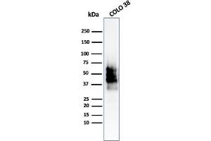 Western Blot Analysis of COLO-38 cell lysate using SOX10-Monospecific Recombinant Rabbit Monoclonal Antibody (SOX10/2311R). (Recombinant SOX10 抗体  (AA 115-269))