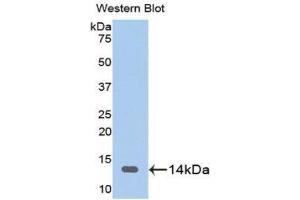 Western Blotting (WB) image for anti-Fatty Acid Binding Protein 3, Muscle and Heart (FABP3) (AA 1-133) antibody (ABIN1078017) (FABP3 抗体  (AA 1-133))