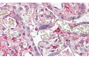 Detection of PDPN in Human Placenta Tissue using Polyclonal Antibody to Podoplanin (PDPN) (Podoplanin 抗体  (AA 23-143))