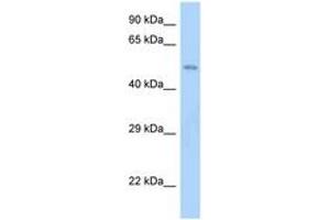Image no. 1 for anti-Schwannomin Interacting Protein 1 (SCHIP1) (AA 80-129) antibody (ABIN6748151) (SCHIP1 抗体  (AA 80-129))