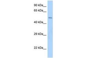 Image no. 1 for anti-Schwannomin Interacting Protein 1 (SCHIP1) (AA 80-129) antibody (ABIN6748151) (SCHIP1 抗体  (AA 80-129))