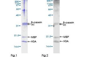 NEK6 Protein (AA 1-313) (GST tag)