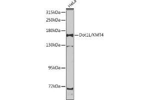 Western blot analysis of extracts of HeLa cells, using Dot1L/KMT4 antibody (ABIN6130312, ABIN6139776, ABIN6139780 and ABIN6223536) at 1:1000 dilution. (DOT1L 抗体  (AA 250-500))