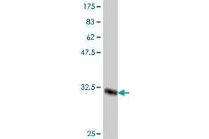 Western Blot detection against Immunogen (33. (CHRM3 抗体  (AA 1-67))