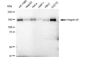 Western blotting analysis using Integrin alpha 5 antibody (ABIN7799077). (Recombinant ITGA5 抗体)