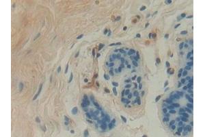 Immunohistochemistry (IHC) image for anti-Glucosidase, Beta, Acid (GBA) (AA 117-214) antibody (ABIN7434968)