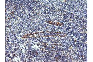 Image no. 1 for anti-Chromosome 4 Open Reading Frame 22 (C4orf22) antibody (ABIN1497057) (C4orf22 抗体)