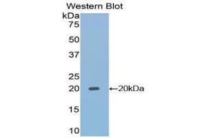Western Blotting (WB) image for anti-Tafazzin (TAZ) (AA 154-292) antibody (ABIN1860685)