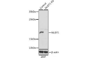 Western blot analysis of extracts from normal (control) and NUDT1 knockout (KO) 293T cells using NUDT1 Polyclonal Antibody at dilution of 1:1000. (NUDT1 抗体)