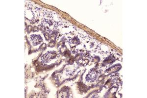 IHC testing of FFPE mouse small intestine with Ribonuclease 3 antibody at 2ug/ml. (RNASE3 抗体  (AA 28-160))