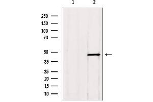 Western blot analysis of extracts from HepG2, using ADRM1 antibody. (ADRM1 抗体  (Internal Region))