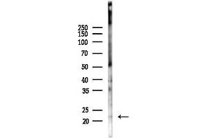 anti-Nedd4 Family Interacting Protein 1 (NDFIP1) (C-Term) antibody