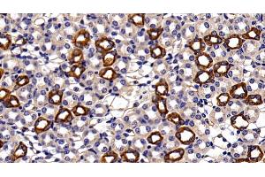 Detection of CK18 in Mouse Kidney Tissue using Polyclonal Antibody to Cytokeratin 18 (CK18) (Cytokeratin 18 抗体  (AA 1-423))