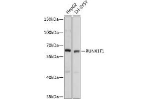 Western blot analysis of extracts of various cell lines, using RUNX1T1 antibody  at 1:1000 dilution. (RUNX1T1 抗体  (AA 100-390))