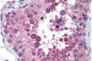 Human Testis (formalin-fixed, paraffin-embedded) stained with ZNF165 antibody ABIN462198 followed by biotinylated goat anti-rabbit IgG secondary antibody ABIN481713, alkaline phosphatase-streptavidin and chromogen. (ZNF165 抗体  (AA 216-265))