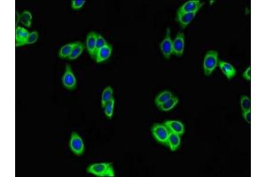 Immunofluorescent analysis of HepG2 cells using ABIN7175675 at dilution of 1:100 and Alexa Fluor 488-congugated AffiniPure Goat Anti-Rabbit IgG(H+L) (WAP Four-Disulfide Core Domain 8 (WFDC8) (AA 44-94) 抗体)