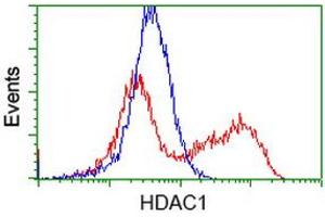 HEK293T cells transfected with either RC201745 overexpress plasmid (Red) or empty vector control plasmid (Blue) were immunostained by anti-HDAC1 antibody (ABIN2454014), and then analyzed by flow cytometry. (HDAC1 抗体)