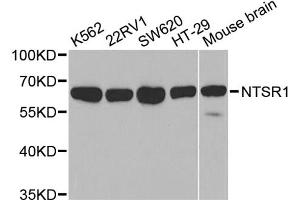 Western blot analysis of extracts of various cell lines, using NTSR1 antibody. (NTSR1 抗体)