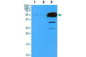 Western blot analysis of cell lysates (35 ug) with TUBB2B monoclonal antibody, clone AT5B3  at 1 : 500 dilution. (TUBB2B 抗体  (AA 1-445))