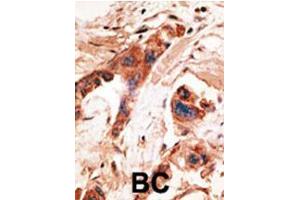 Image no. 2 for anti-BMP2 Inducible Kinase (BMP2K) (Middle Region) antibody (ABIN357190) (BMP2K 抗体  (Middle Region))