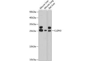 Western blot analysis of extracts of various cell lines, using CLDN3 antibody (ABIN6127704, ABIN6138688, ABIN6138689 and ABIN6215342) at 1:3000 dilution. (Claudin 3 抗体  (AA 141-220))