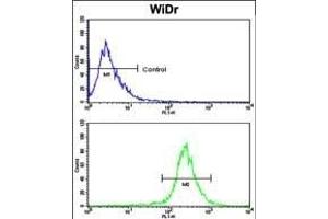 Flow cytometric analysis of WiDr cells using AXL Antibody (N-term) (bottom histogram) compared to a negative control cell (top histogram). (AXL 抗体  (N-Term))
