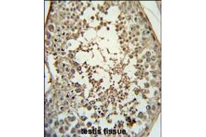 PMCH Antibody immunohistochemistry analysis in formalin fixed and paraffin embedded human testis tissue followed by peroxidase conjugation of the secondary antibody and DAB staining. (PMCH 抗体  (AA 94-122))