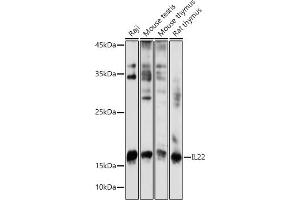 Western blot analysis of extracts of various cell lines, using IL22 antibody (ABIN6128134, ABIN6142363, ABIN6142364 and ABIN6221808) at 1:1000 dilution. (IL-22 抗体  (AA 34-179))