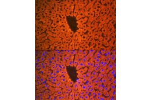 Immunofluorescence (IF) image for anti-Paraoxonase 1 (PON1) antibody (ABIN7269172)