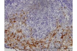 Immunostaining (ISt) image for anti-GTP Cyclohydrolase 1 (GCH1) (AA 84-172) antibody (ABIN561018)