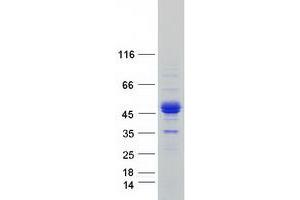 Western Blotting (WB) image for erythroblast Membrane-Associated Protein (Scianna Blood Group) (ERMAP) (Transcript Variant 1) protein (Myc-DYKDDDDK Tag) (ABIN2720499)