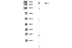 anti-Dedicator of Cytokinesis 1 (DOCK1) (C-Term) antibody