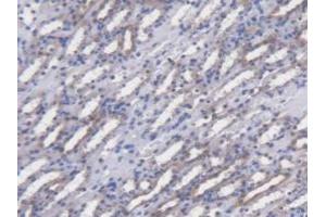 IHC-P analysis of Mouse Kidney Tissue, with DAB staining. (POFUT1 抗体  (AA 243-393))
