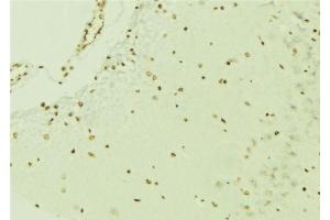 ABIN6276640 at 1/100 staining Mouse brain tissue by IHC-P. (ERG 抗体  (C-Term))