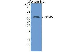 Western blot analysis of the recombinant protein. (IL-4 抗体  (AA 61-111))