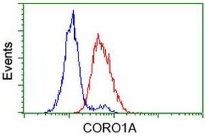 Image no. 4 for anti-Coronin, Actin Binding Protein, 1A (CORO1A) antibody (ABIN1497574) (Coronin 1a 抗体)