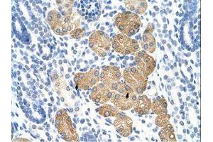 Image no. 1 for anti-Deleted In Azoospermia 4 (DAZ4) (N-Term) antibody (ABIN6736264) (DAZ4 抗体  (N-Term))