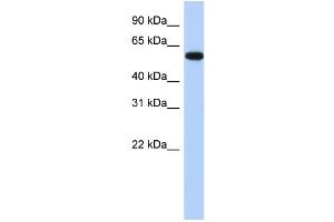 WB Suggested Anti-ZNF554 Antibody Titration:  0. (ZNF554 抗体  (N-Term))