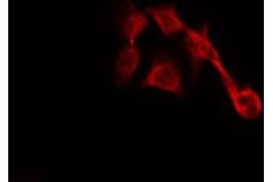 ABIN6267024 staining HepG2 by IF/ICC. (SDC4 抗体  (C-Term))