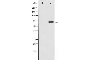 Western blot analysis of CDC25A phosphorylation expression in UV treated 293 whole cell lysates,The lane on the left is treated with the antigen-specific peptide. (CDC25A 抗体  (pSer124))